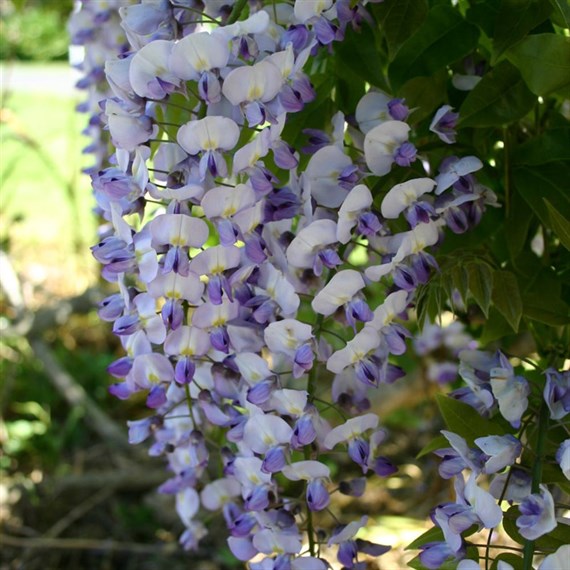 Wisteria floribunda Russelliana in a 3L Deep Pot Climber Plant