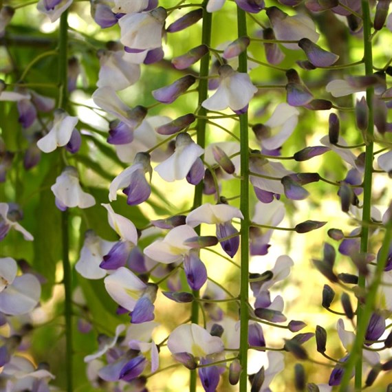 Wisteria floribunda Tiverton in a 3L Deep Pot Climber Plant