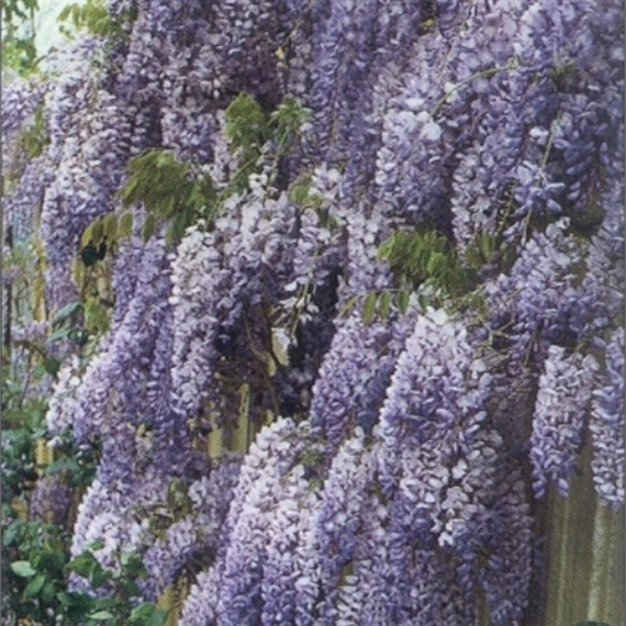 Wisteria Sinensis Blue Sapphire in a 3L Deep Pot Climber Plant