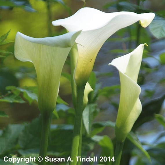 Zantedeschia aet. Crowborough Perennial Plant 9cm Pot - Set of 3