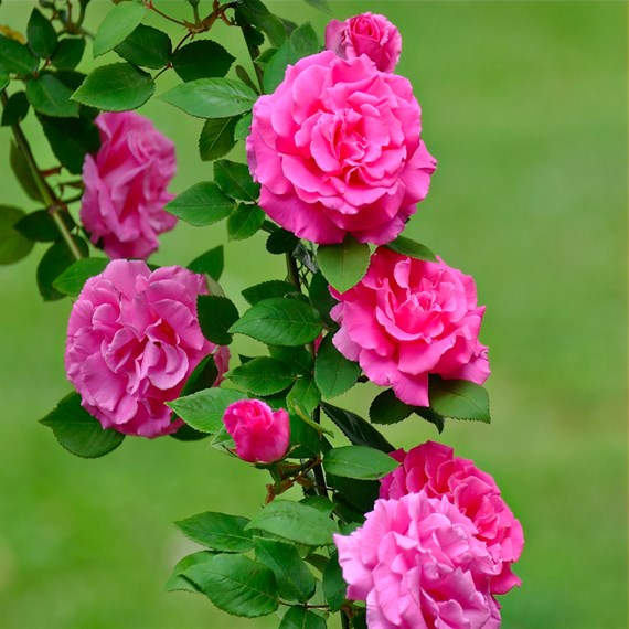 Zephirine Drouhin Climbing Rose - 5.5L