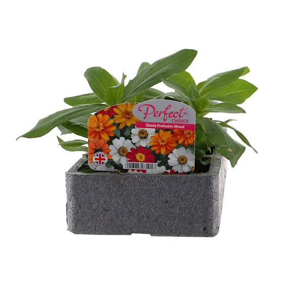 Zinnia Profusion Mixed 6 Pack Boxed Bedding