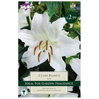 Taylors Bulbs Lily Casa Blanca (2 Pack) (TS533)