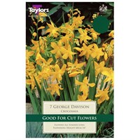 Taylors Bulbs Crocosmia George Davison (7 Pack) (TS671)