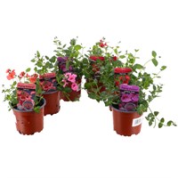 A Lucky Dip Selection! Diascia - 6 x 10.5cm Pot Bedding
