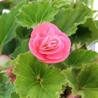 Begonia Nonstop Bright Pink 6 Pack Boxed Bedding