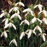 Galanthus Nivalis Potted Bulbs 13cm