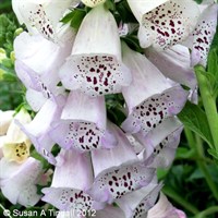 Digitalis Purp Excelsior Hybrid Perennial Plant 9cm Pot - Set of 3