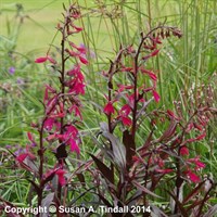 Lobelia Spe Russian Princess Perennial Plant 9cm Pot - Set of 3