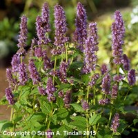 Agastache Blue Fortune Perennial Plant 2L - Set of 3