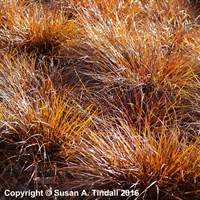 Uncinia Rubra Perennial Plant in a 9cm Pot