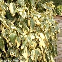 Hedera canariensis Gloire de Marengo 3L Climber Plant