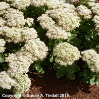 Sedum Spe Stardust Perennial Plant in a 9cm Pot