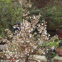 Prunus incisa Kojo-no-mai - 3L Pot