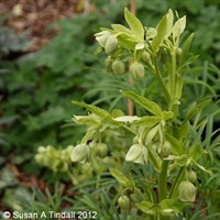 Helleborus Foetidus Perennial Plant 9cm Pot - Set of 3