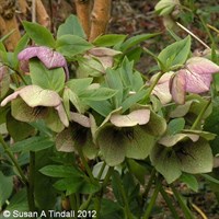 Helleborus Orientalis Perennial Plant 2L Pot - Set of 3