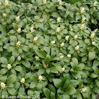 Pachysandra Terminalis Perennial Plant 2L Pot - Set of 3