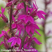 Lobelia Tania Perennial Plant 2L Pot - Set of 3
