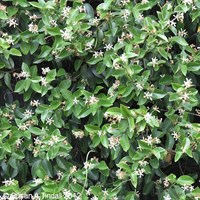 Trachelospermum jasminoides in a 3L Deep Pot Climber Plant