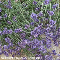 Lavandula Ang Hidcote Blue Perennial Plant 1.5L - Set of 3