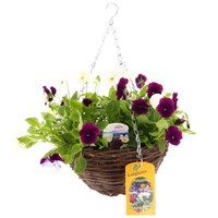 Cool Wave Pansy Purple and White Wicker Hanging Basket 12 Inches