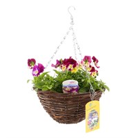 Cool Wave Pansy Purple and Yellow Wicker Hanging Basket 12 Inches