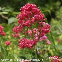 Centranthus Rub Coccineus Perennial Plant 9cm Pot - Set of 3