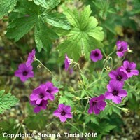 Geranium Patricia Perennial Plant in a 9cm Pot