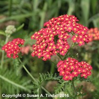 Achillea Paprika Perennial Plant in a 9cm Pot