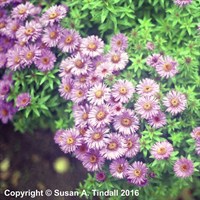 Aster Novae-Angliae Purple Dome Perennial Plant 9cm Pot - Set of 3