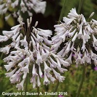 Agapanthus Windsor Grey Perennial Plant in a 9cm Pot