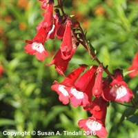 Penstemon King George V Perennial Plant in a 9cm Pot