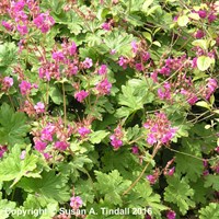 Geranium Macrorrhizum Bevans Variety Perennial Plant 2L Pot - Set of 3