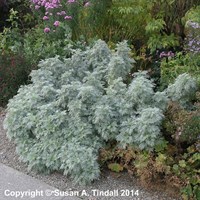 Artemisia Pontica Powis Castle Perennial Plant 2L Pot - Set of 3