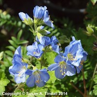 Polemonium Northern Lights Perennial Plant 9cm Pot - Set of 3