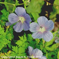 Geranium Baby Blue Perennial Plant 2L Pot - Set of 3