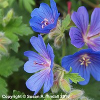 Geranium X Magnificum Rosemoor Perennial Plant 2L - Set of 3
