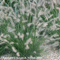 Pennisetum Alop Hameln Perennial Plant in a 9cm Pot