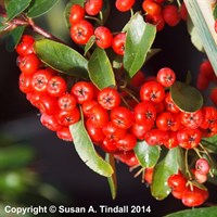 Pyracantha SAPHYR Rouge 'Cadrou' - 4L Pot