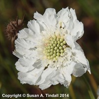 Scabiosa Caucasica Perfecta Alba Perennial Plant 9cm Pot - Set of 3