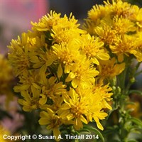 Solidago Glomerata Goldkind Perennial Plant 9cm - Set of 3