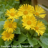 Doronicum Little Leo Perennial Plant in a 9cm Pot