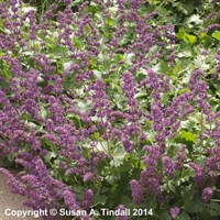 Salvia ver. Purple Rain Perennial Plant 2L Pot - Set of 3