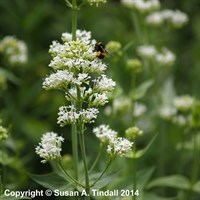 Centranthus Rub Albus Perennial Plant 9cm Pot - Set of 3