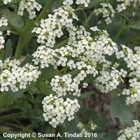Crambe Maritima Perennial Plant in a 9cm Pot