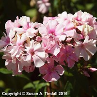 Phlox Paniculata Monica Lyndon-Bell Perennial Plant 2L Pot - Set of 3