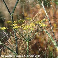 Foeniculum Vul Purpureum Perennial Plant 9cm Pot - Set of 3