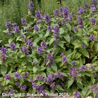 Nepeta Subsessilis Perennial Plant 2L Pot - Set of 3