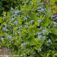Brunnera Macrophylla Perennial Plant 2L Pot - Set of 3