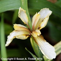 Iris Foetidissima Perennial Plant 9cm Pot - Set of 3